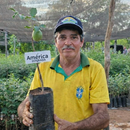 Muda de Umbu Gigante – América Dourada