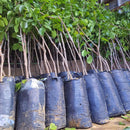 Muda de Umbu Gigante – América Dourada