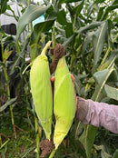 Sementes De Milho Híbrido 3066 BTMax - 2 Kg Alta tecnologia