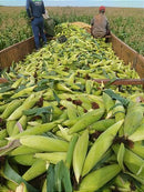 Sementes De Milho Híbrido 3066 BTMax - 2 Kg Alta tecnologia